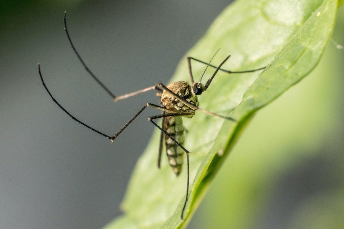 Odstraszacze na komary: Skuteczna obrona przed uciążliwymi owadami